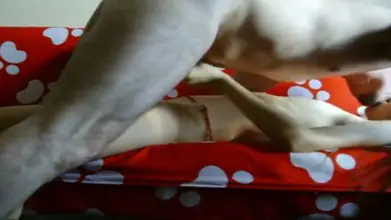 Skandal ABG Bispak Jakarta ML Hotel Full HD 2026 Lumer